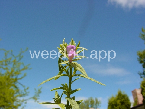 snapdragon, lesser